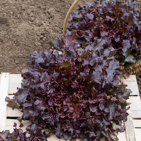 Eichblattsalat 'Red salad bowl'