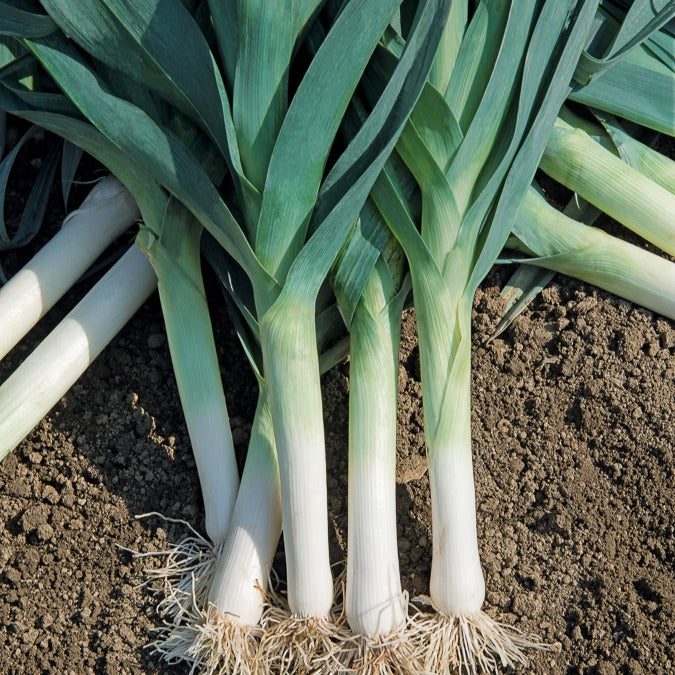Porree ‘Bleu de Solaise’