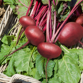 Rote Bete 'Ägyptische Plattrunde'
