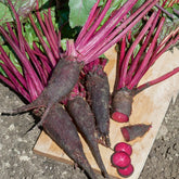 Rote Bete ‘Crapaudine’