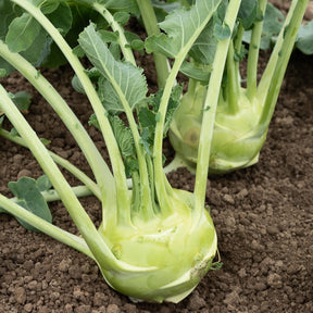 Kohlrabi Superschmelz