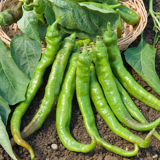 Paprika mild ‘Tres long des Landes’