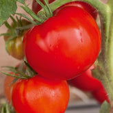 Tomate 'Saint Pierre' - Willemse