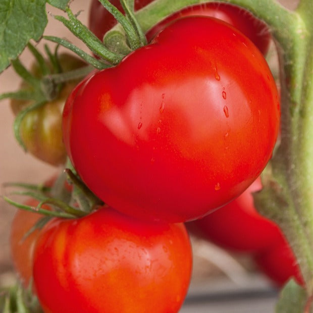 Tomate 'Saint Pierre' - Willemse