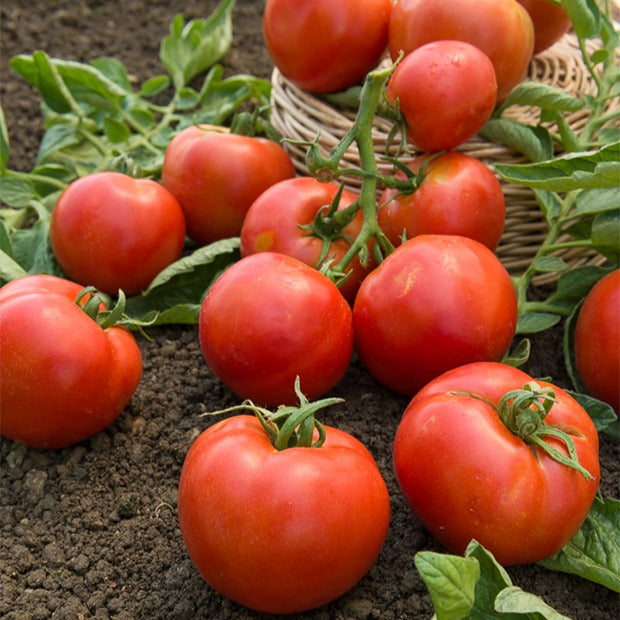 Tomate Montfavet 63/5 F1 - Solanum lycopersicum montfavet 63/5 f1 (obt. inra) - Willemse