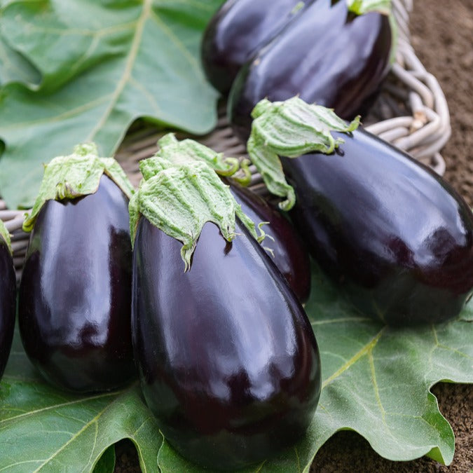 Aubergine Bonica F1 - Willemse