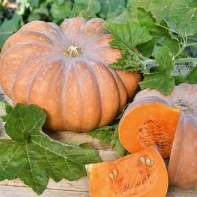 Moschuskürbis ‘Musquée de Provence’ - Cucurbita moschata musquée de provence - Willemse