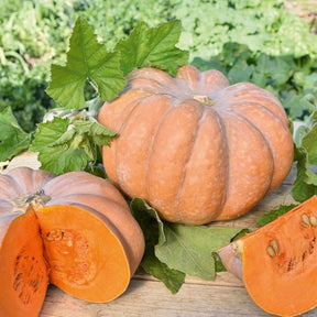 Moschuskürbis ‘Musquée de Provence’ - Willemse