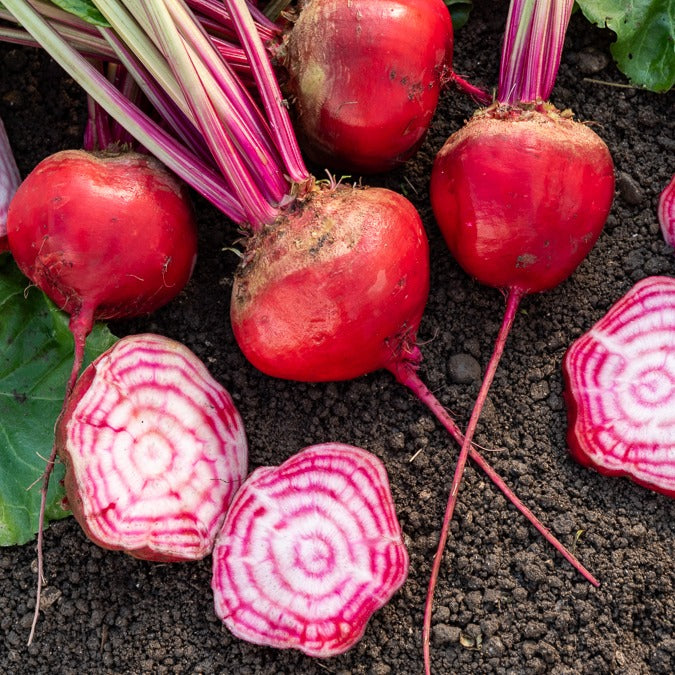 Rote Bete Chioggia