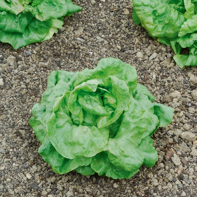 Kopfsalat ‘Du Bon Jardinier’ - Lactuca sativa du bon jardinier - Willemse