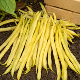 Buschbohne ‘De Rocquencourt’ - Phaseolus vulgaris de rocquencourt - Willemse