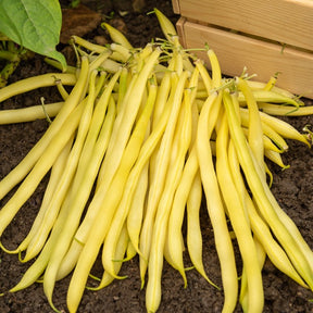 Buschbohne ‘De Rocquencourt’ - Phaseolus vulgaris de rocquencourt - Willemse