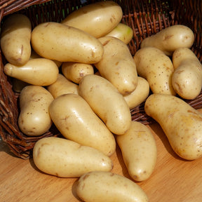 Kartoffel Amandine (x25) - Solanum tuberosum amandine - Willemse