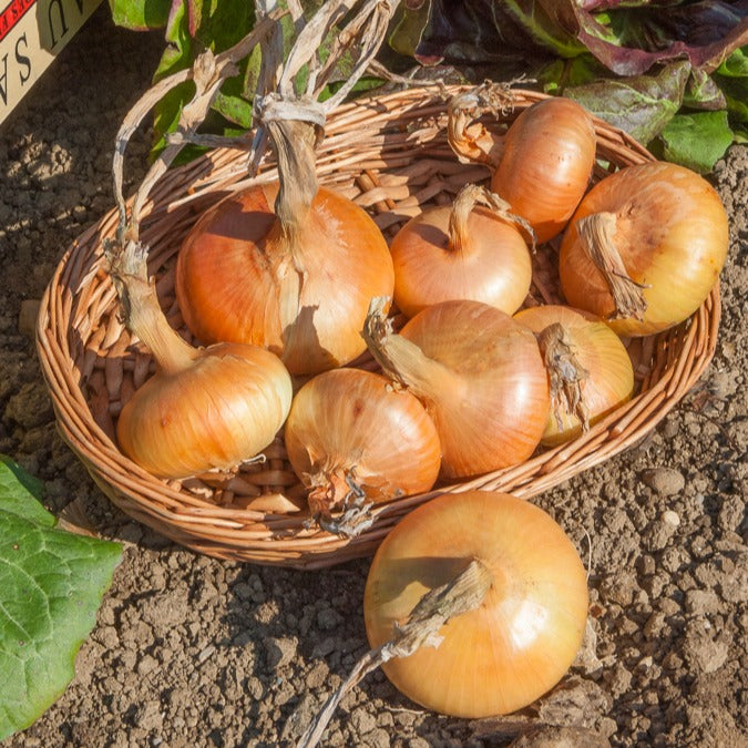 Speisezwiebel 'Paille des Vertus' - Allium cepa Paille des Vertus - Willemse