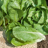 Römersalat ‘Blonde maraichere’ - Lactuca sativa blonde maraîchère - Willemse