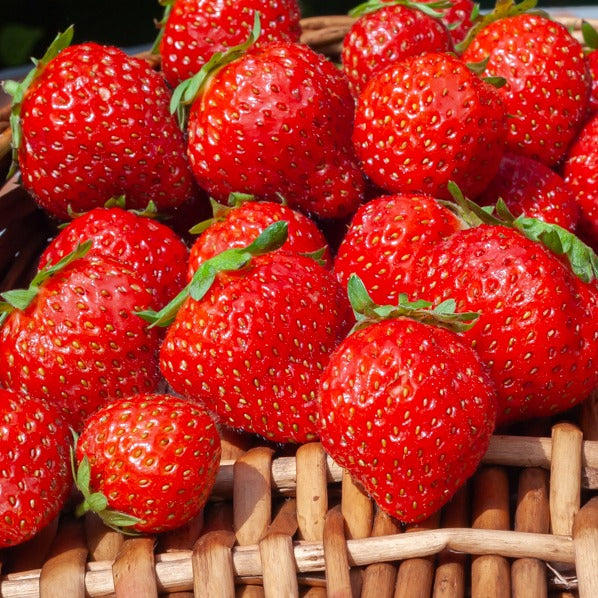 Erdbeere Mara des Bois - Fragaria vesca mara des bois