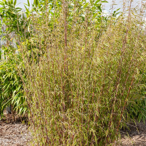 Horstbambus 'Asian Wonder' - Fargesia scabrida Asian Wonder - Willemse