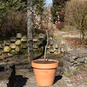 Verkauf Zwergaprikose ‘Aprigold’ - Prunus armeniaca Aprigold