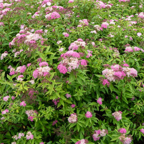 Verkauf Japan-Spierstrauch ‘Genpei’ - Spiraea japonica Genpei