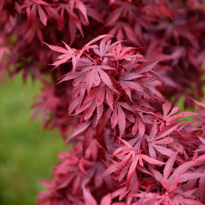 Japanischer Ahorn 'Shaina' - Japanischer Ahorn - Willemse