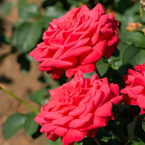 Rosa dame de coeur - Stammrose ‘Dame de Cœur’ - Stängelrosen
