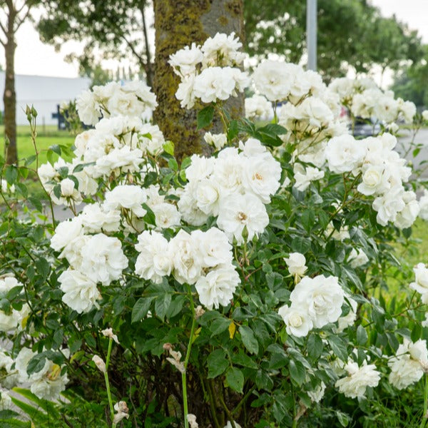 Hochstammrose ‘Korbin’ - Willemse