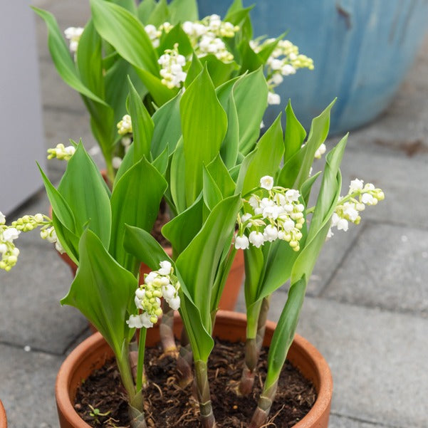 Maiglöckchen ‘Bordeaux’ (x5) - Convalaria majalis Bordeaux - Willemse