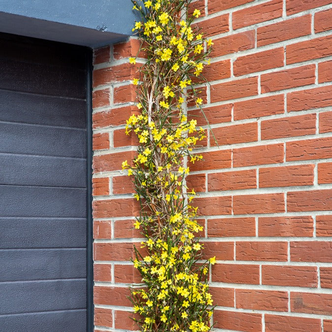 Winterjasmin