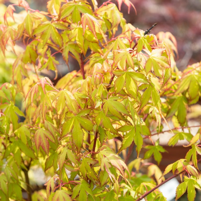 Fächerahorn 'Katsura' - Willemse