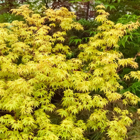 Japanischer Ahorn - Fächerahorn 'Katsura' - Acer palmatum Katsura