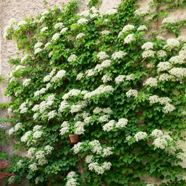 Kletterhortensie - Hydrangea anomala petiolaris - Willemse