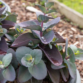 Sedum Blue Pearl - Sedum Blue Pearl - Willemse