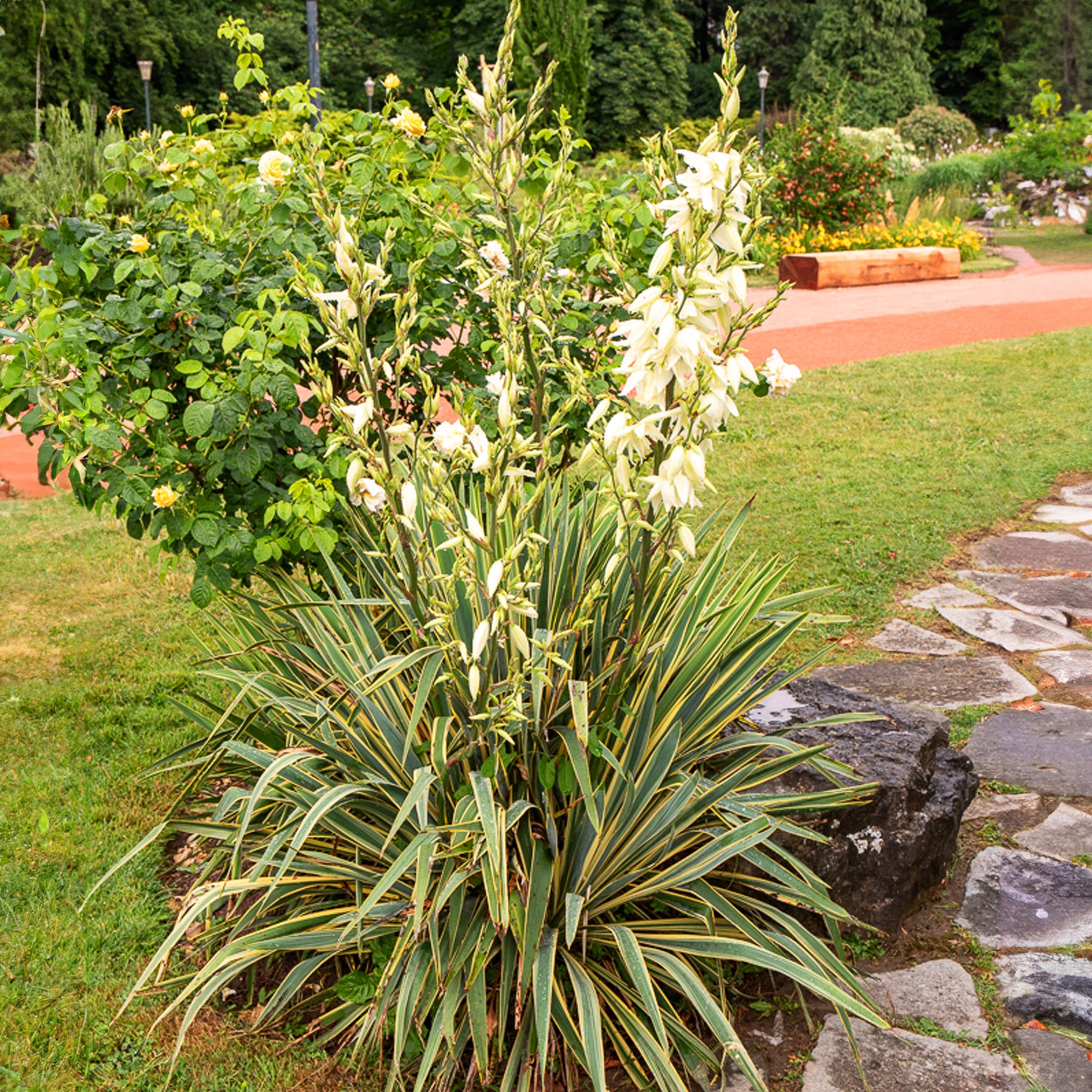 Panaschierte Palmlilie - Willemse