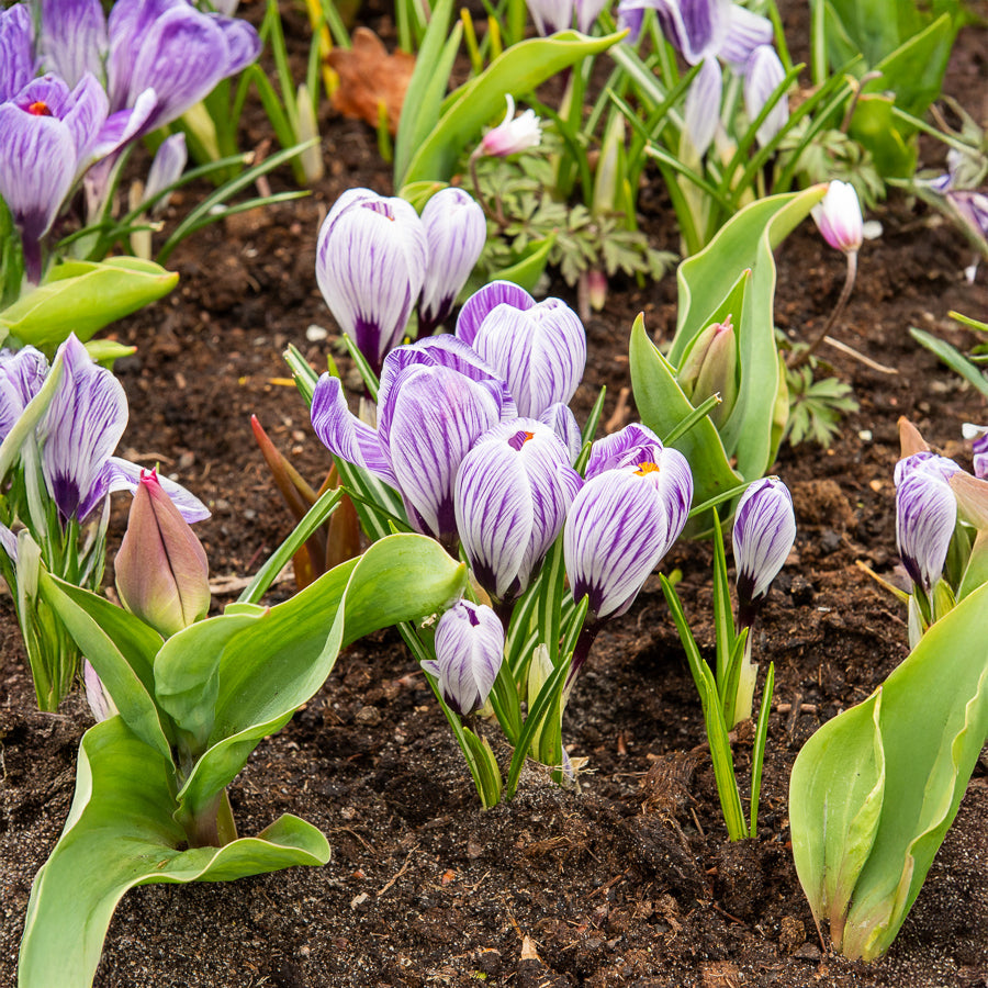 Krokus 'Pickwick' (x15) - Crocus vernus pick wick - Willemse