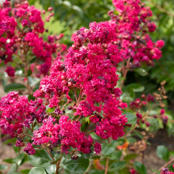 Kreppmyrte ‘Braise d’Été®’ - Lagerstroemia indica braise d'été® ‘indybra’ - Willemse