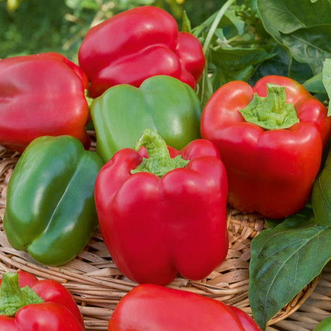 Capsicum annuum California Wonder - Paprika Capsicum 'California Wonder' - Samen für Paprika