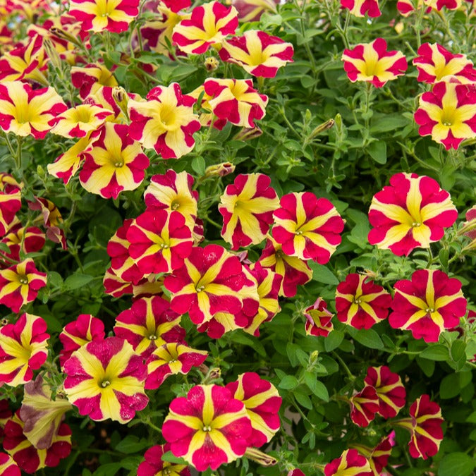 Petunie 'Amore Queen of Hearts' (x3)