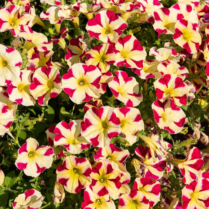 Petunie 'Amore Queen of Hearts' (x3)
