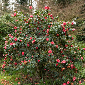 Japanische Kamelie ‘Mathotiana Rosea’ - Camellia Mathotiana rosea - Willemse