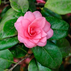 Camellia Mathotiana rosea - Japanische Kamelie ‘Mathotiana Rosea’ - Kamelie