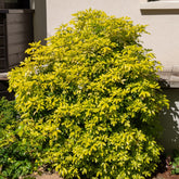 Verkauf Orangenblume ‘Sundance’ - Choisya ternata Sundance Lich
