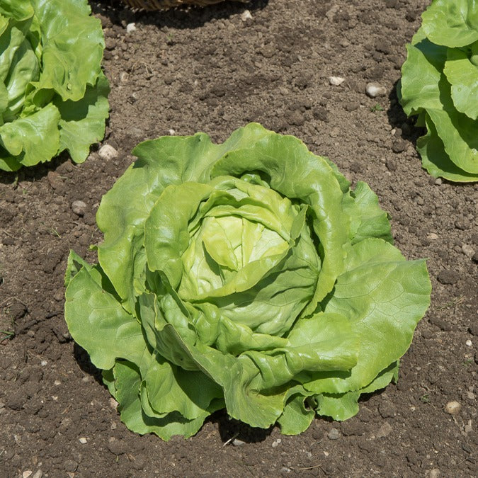 Kopfsalat Sylvesta