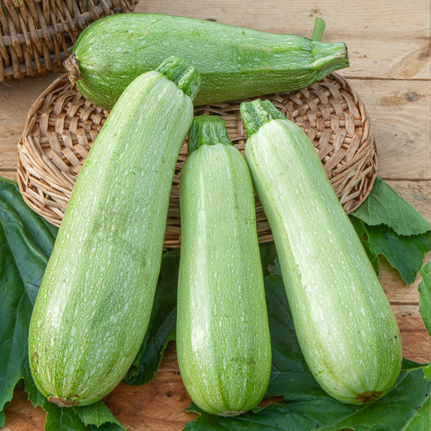 Zucchini Grey Griller F1 - Willemse