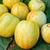 Zitronengurke ‘Lemon’