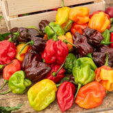 Chili ‘Habanero’