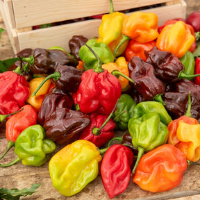 Chili ‘Habanero’