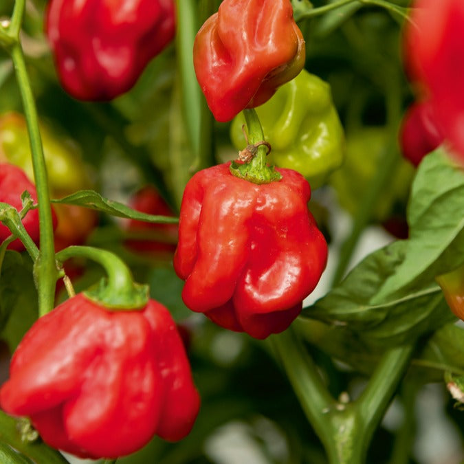 Chili ‘Habanero’