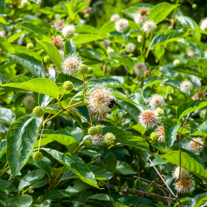 Blühende Sträucher - Cephalanthus auf einem Stamm - Cephalanthus occidentalis
