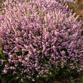 Verkauf Winterheide 'Darley Dale' - Erica darleyensis Darley Dale