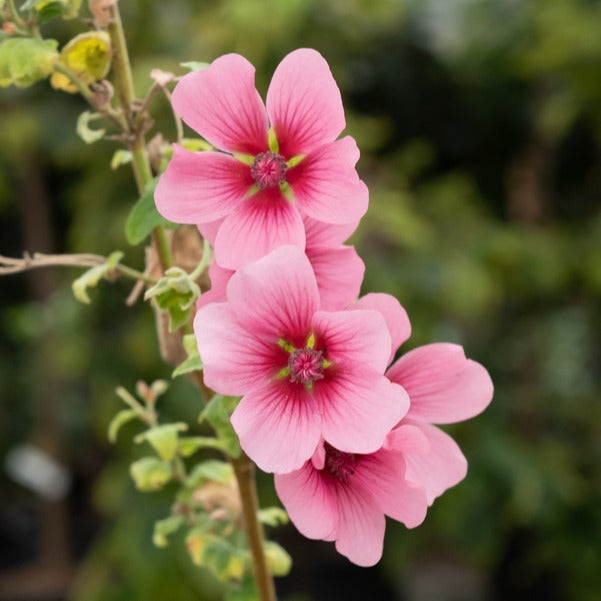 Kapmalve El Rayo - Anisodontea El Rayo - Willemse